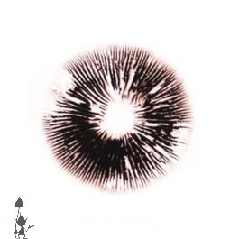 PES Amazonian Spore Print