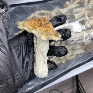 Psilocybe – Melmac P’nis Envy