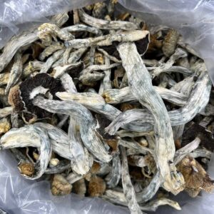 Psilocybe: Buy Costa Rican