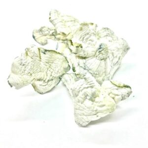Psilocybe: Albino Avery Magic Mushrooms