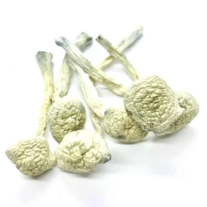 Albino Treasure Coast Shrooms