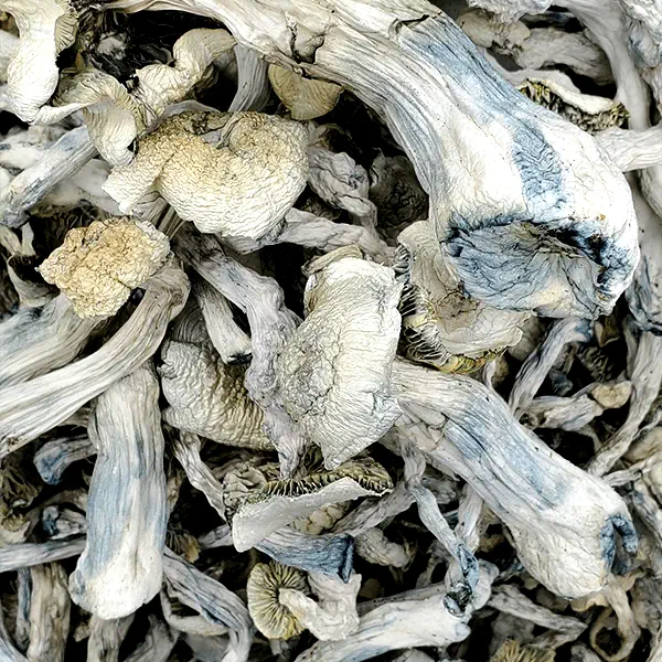 Albino-Xico-Magic-Mushrooms.webp