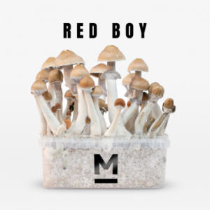 Cubensis Red Boy Mushroom