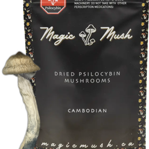 Cambodian Dried Magic Mushroom