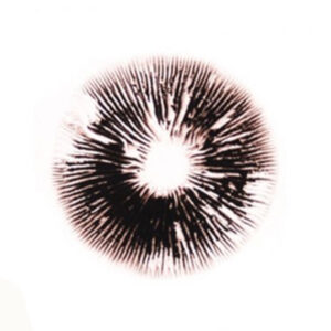 Ecuadorian Sporeprint