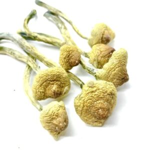 Huaulta Cubensis Psilocybe Mushroom