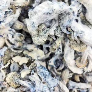 Jack Frost Magic Mushrooms (Premium)