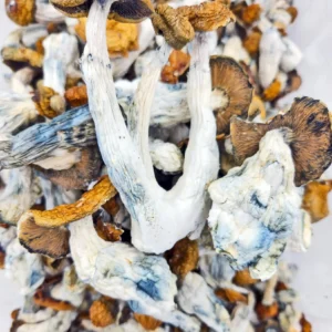 Makilla Gorilla Mushrooms (Premium)