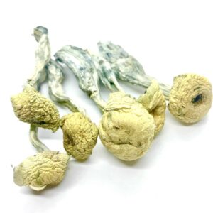 Psilocybe Mazatapec Magic Mushrooms