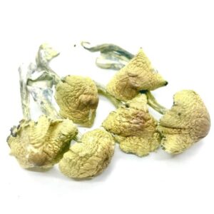 Psilocybe South American Cubensis