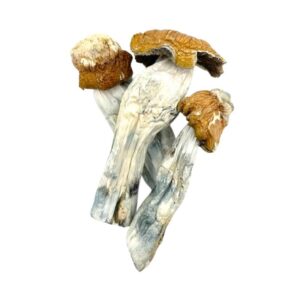 Psilocybin mushroom