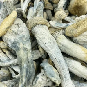 Thrasher Magic Mushrooms (Premium)