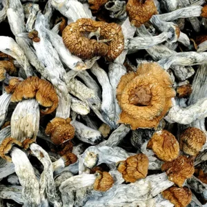Trinity Magic Mushrooms (Premium)