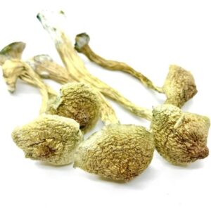 African Transkei Cubensis
