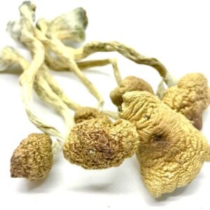 Psilocybe  Blue Meanies