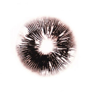 B+ Spore print