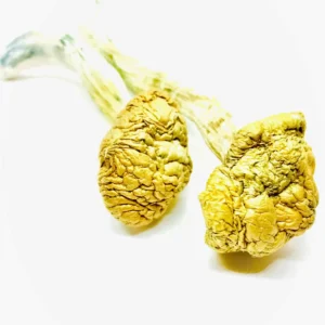 Psilocybe – Cambodian Gold Mushroom
