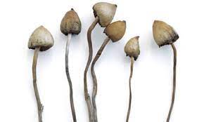 Liberty cap mushrooms